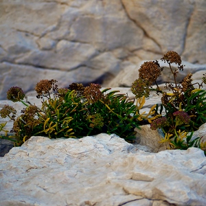 Collection de photos clin d'oeil de la catégorie Plantes